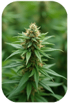 Fleurs CBD